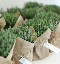 several bags filled with green plants on top of a table