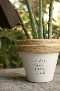 a potted plant sitting on top of a wooden table