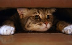 a close up of a cat peeking out from under a bed sheet on the floor