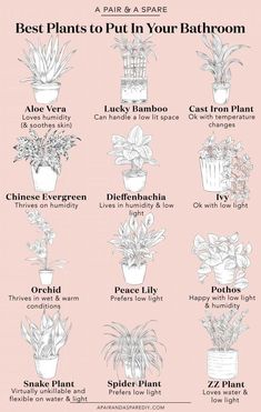 the best plants to put in your bath room info sheet on pink background with text overlay