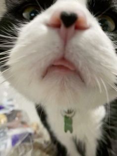 a black and white cat looking up at the camera