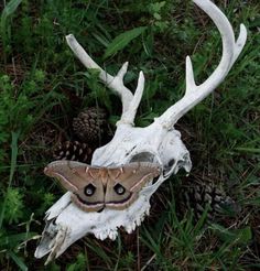 a moth sitting on top of a white skull in the grass next to a pine cone