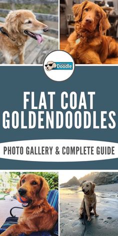 flat coat goldendoodles photo gallery and complete guide by boodlele dog supplies