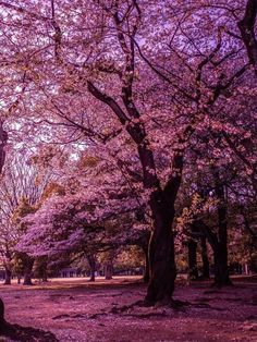 the trees are blooming in the park with purple flowers on them and leaves all over the ground