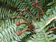 some very pretty green plants with brown leaves