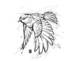 a drawing of a bird with wings spread out