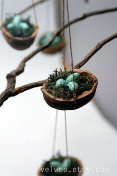 three hanging baskets filled with green eggs on top of a tree branch in front of a white wall