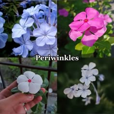 four different types of flowers with the words periwinkles