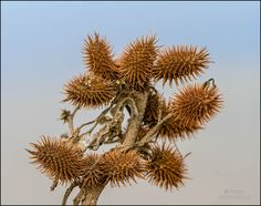 a close up of a tree with lots of small flowers on it's branches