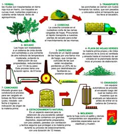 a diagram showing the different types of trees and how they are used to grow them