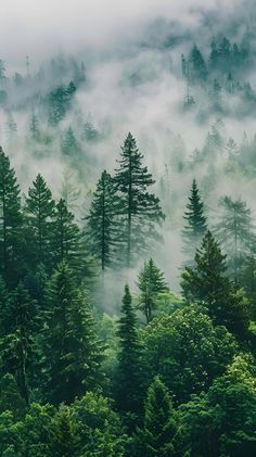 the forest is covered in fog and low lying clouds