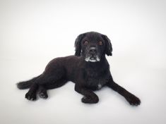 a black dog laying on top of a white floor