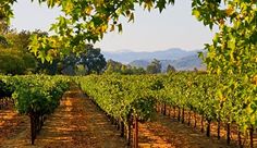 rows of vines in the middle of a vineyard with mountains in the distance behind them