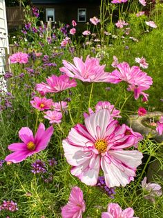 pink and white flowers in a garden next to a house