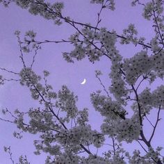 the moon is seen through some white flowers on a tree in front of a purple sky