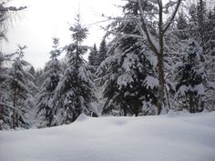 snow covered trees in the distance with one person on skis