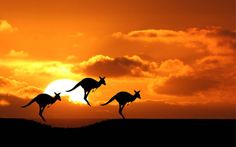 Welcome To Australia YOUTUBE http://youtu.be/w84AWNjaYtE    #Travel #flights #hotels #holidays #tourism  #Viajes #vuelos #vacaciones #turismo #hoteles Whatsapp Tricks, Travelling Tips, Australia Kangaroo, Family Summer Vacation, Australia Travel Guide, Mind Blowing Facts, Adventure Of The Seas