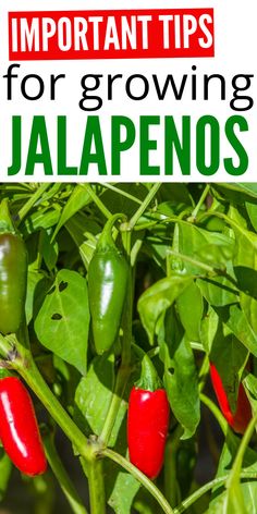 red peppers growing on the plant with text overlay reading important tips for growing jalapenos