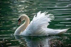 a white swan floating on top of a body of water