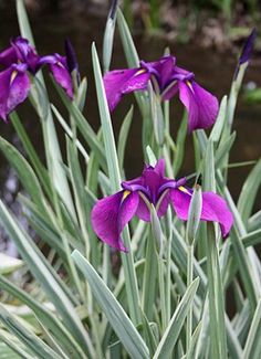 purple flowers are blooming in the garden