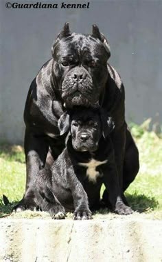 Wow Chien Cane Corso, Cane Corsos, Italian Mastiff, Cane Corso Puppies, Presa Canario, Cane Corso Dog, Corso Dog, Black Dogs, Tibetan Mastiff