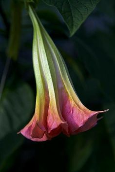 a pink and yellow flower with green leaves in the backgrounnd, on a dark background