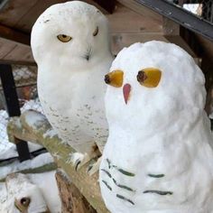 two white owls sitting on top of a tree branch next to each other in the snow