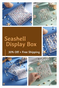 seashell display box with 30 % off and free shipping from the sea shell shop