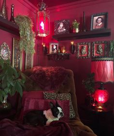 a dog is sleeping on a chair in a room with red walls and pictures above it