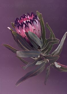 a pink flower with green leaves on a purple background by jodi lenski for stockstuffs