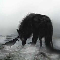 a wolf is standing in the water with its mouth open and it's head down