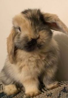 #bunny Cutee Animals, Bunny Rabbits, Pretty Animals, Cute Animals Images