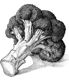 a black and white drawing of broccoli