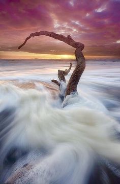 a tree branch sticking out of the water at sunset with clouds in the sky above