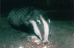 a badger eating food on the ground at night