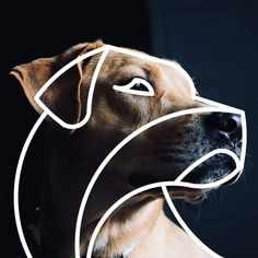 a close up of a dog's face with a white outline