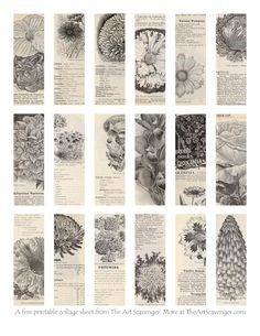 an assortment of flowers are shown in black and white, with the title'a free printable collage sheet from the art schenge archives