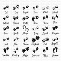 the silhouettes of different animals and their names