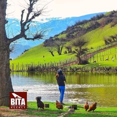 a woman standing next to a lake surrounded by chickens