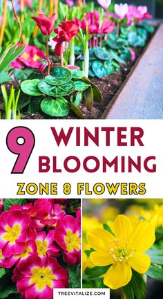 flowers that are blooming in the garden with text overlay saying winter blooming zone 8