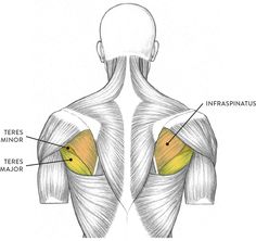 the muscles are labeled in this diagram, with labels on each side and an arrow pointing to