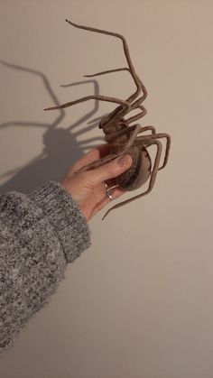 a person holding a spider in their hand with it's shadow on the wall