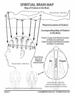 Brain Map, Polarity Therapy, Reiki Practice, Brain Mapping, Chakra Health, Access Bars, Energy Healing Reiki, Spirit Science, Energy Healing Spirituality