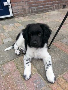 a black and white puppy laying on the ground