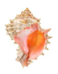 an orange and white sea shell on a white background