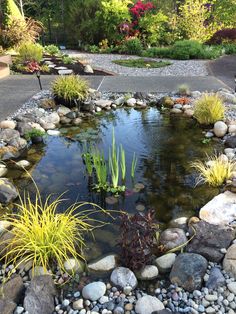 a small pond surrounded by rocks and plants