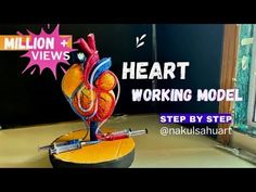 a heart model sitting on top of a table next to a window with the words heart working model