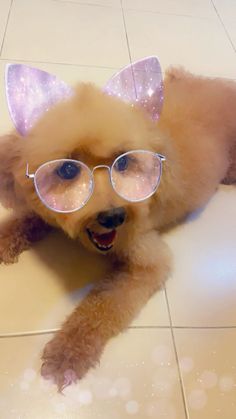 a poodle wearing glasses laying on the floor