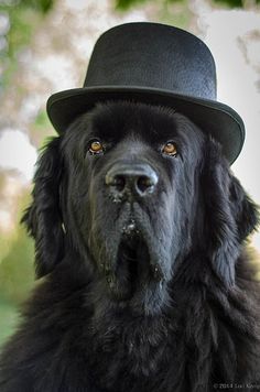 a black dog wearing a top hat and looking at the camera