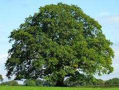 a large tree in the middle of a green field